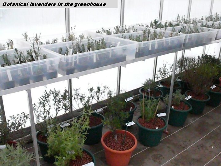 Botanical lavenders in the greenhouse 