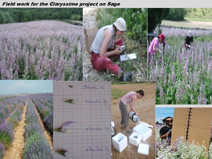 Field work for the Claryssime project on Sage 