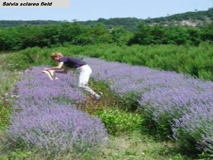 Salvia sclarea field 