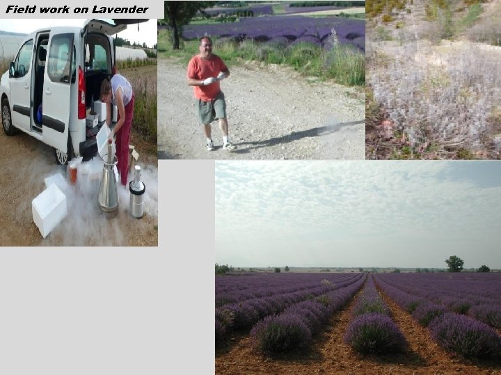 Field work on Lavender 