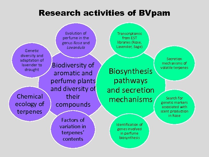 Research activities of BVpam Genetic diversity and adaptation of lavender to drought Evolution of