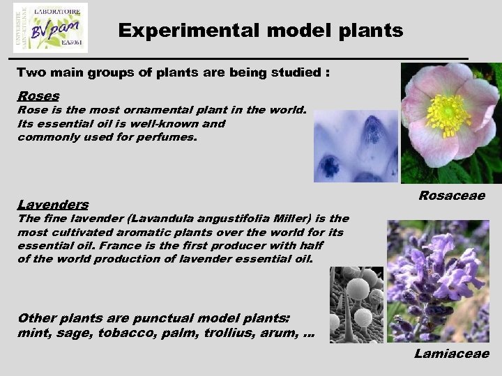 Experimental model plants Two main groups of plants are being studied : Roses Rose