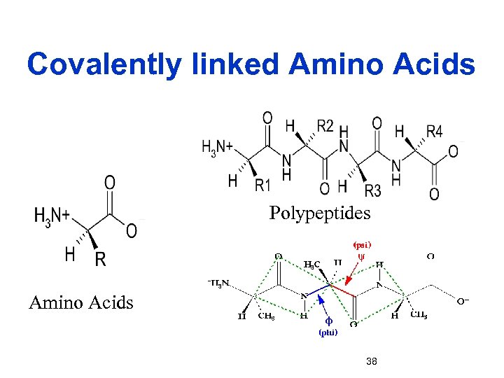 Covalently linked Amino Acids Polypeptides Amino Acids 38 