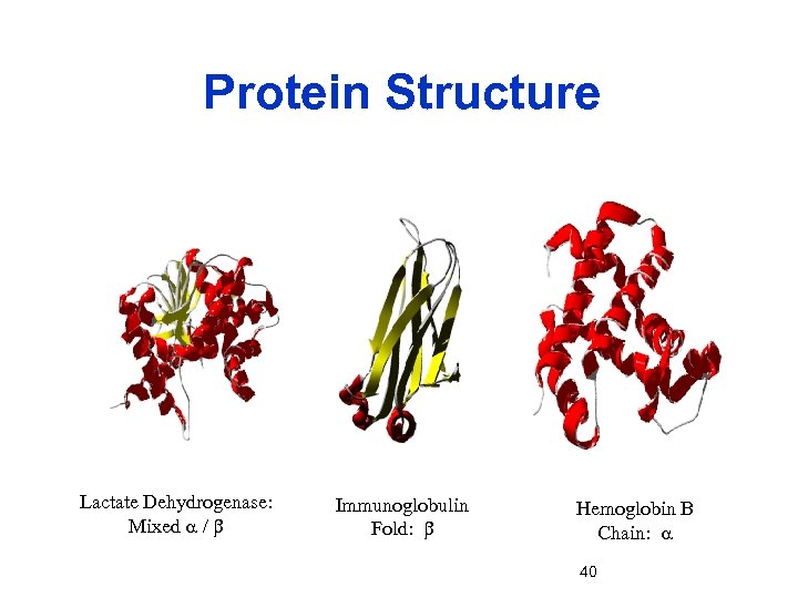 Protein Structure Lactate Dehydrogenase: Mixed a / b Immunoglobulin Fold: b Hemoglobin B Chain: