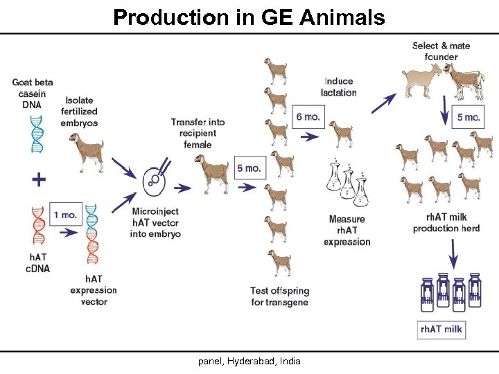 Production in GE Animals 8 Prof. M. A. . Eldawy, Biosimilars panel, Hyderabad, India
