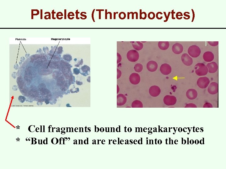 Platelets (Thrombocytes) * Cell fragments bound to megakaryocytes * “Bud Off” and are released