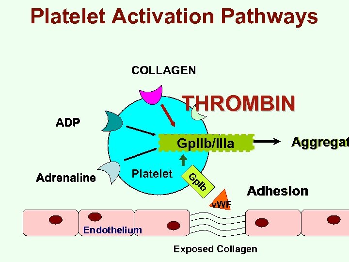 Platelet Activation Pathways COLLAGEN THROMBIN ADP Aggregat Gp. IIb/IIIa Platelet G p. I Adrenaline