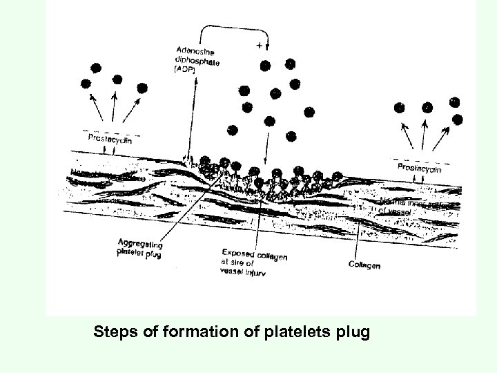Steps of formation of platelets plug 