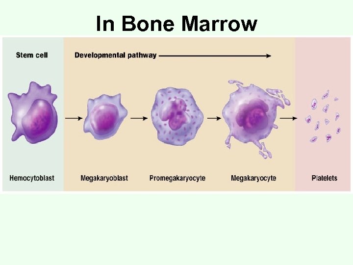 In Bone Marrow 