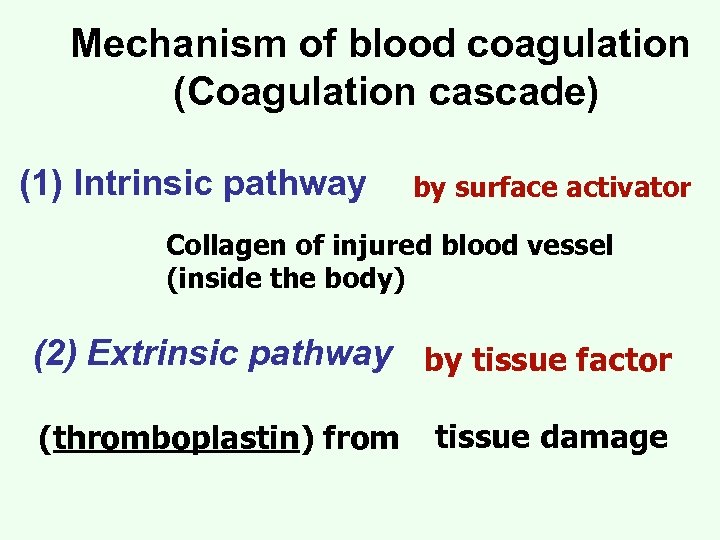 Mechanism of blood coagulation (Coagulation cascade) (1) Intrinsic pathway by surface activator Collagen of