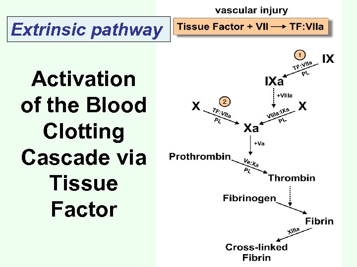 Extrinsic pathway Activation of the Blood Clotting Cascade via Tissue Factor 