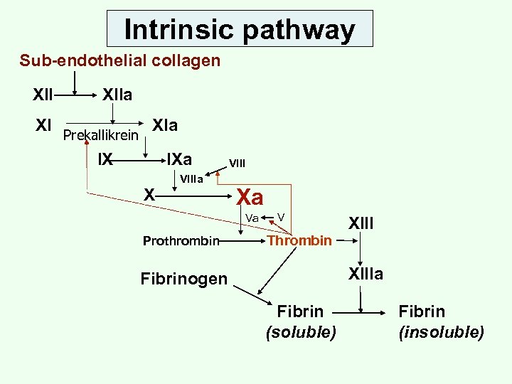 Intrinsic pathway Sub-endothelial collagen XII XI XIIa Prekallikrein XIa IX IXa VIIIa X VIII