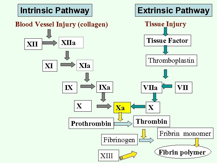 Intrinsic Pathway Extrinsic Pathway Tissue Injury Blood Vessel Injury (collagen) Tissue Factor XIIa XII