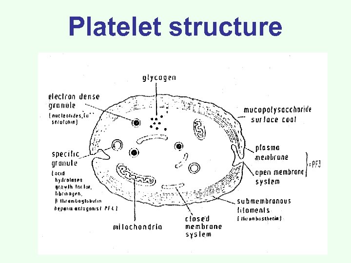 Platelets Thrombocytes Cell Fragments Bound To Megakaryocytes Platelets Thrombocytes Cell Fragments Bound To Megakaryocytes