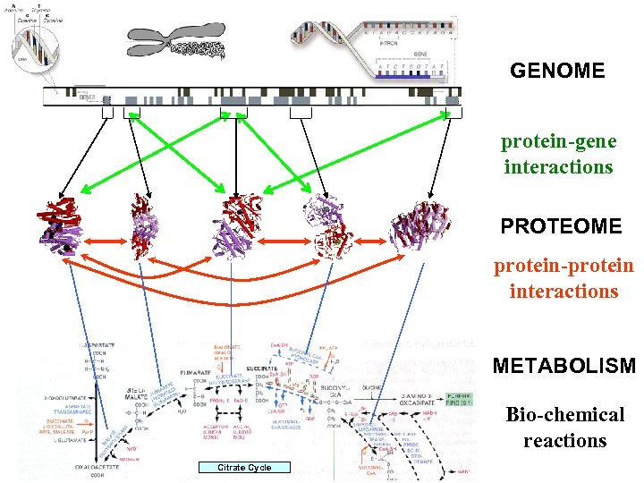 GENOME protein-gene interactions PROTEOME protein-protein interactions METABOLISM Bio-chemical reactions Citrate Cycle 