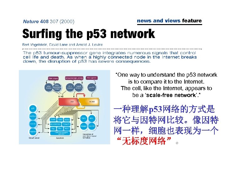 Nature 408 307 (2000) “One way to understand the p 53 network is to