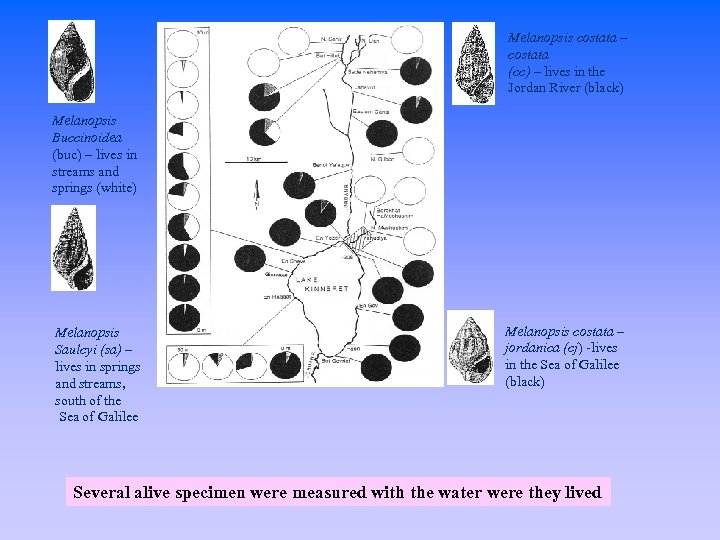 Melanopsis costata – costata (cc) – lives in the Jordan River (black) Melanopsis Buccinoidea