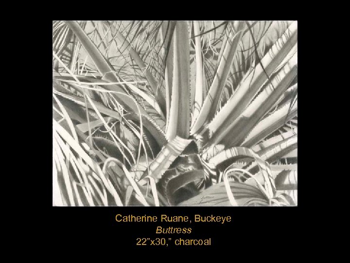 Catherine Ruane, Buckeye Buttress 22”x 30, ” charcoal 
