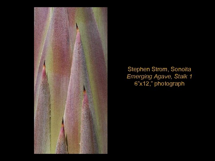 Stephen Strom, Sonoita Emerging Agave, Stalk 1 6”x 12, ” photograph 
