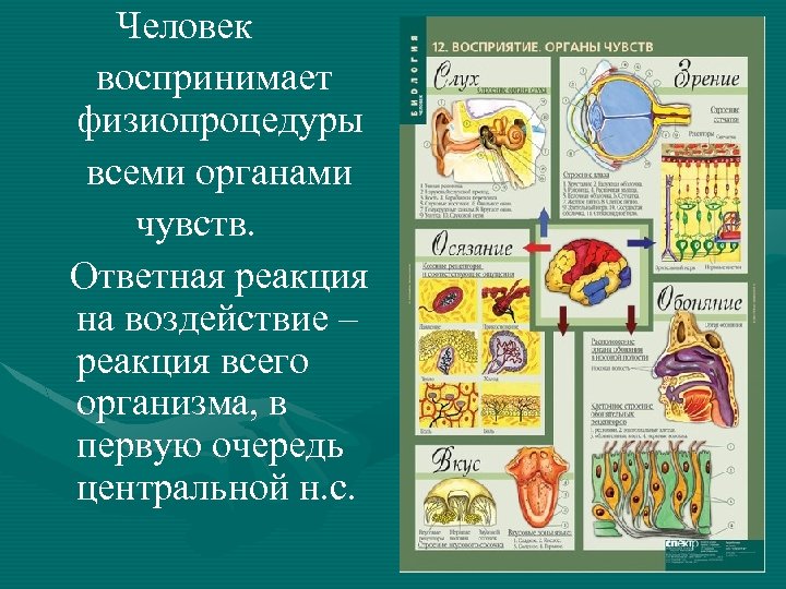 Человек воспринимает физиопроцедуры всеми органами чувств. Ответная реакция на воздействие – реакция всего организма,