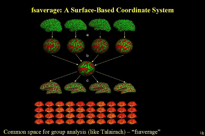 fsaverage: A Surface-Based Coordinate System Common space for group analysis (like Talairach) – “fsaverage”