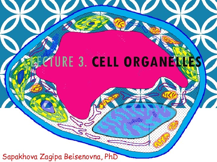 LECTURE 3. CELL ORGANELLES Sapakhova Zagipa Beisenovna, Ph. D 