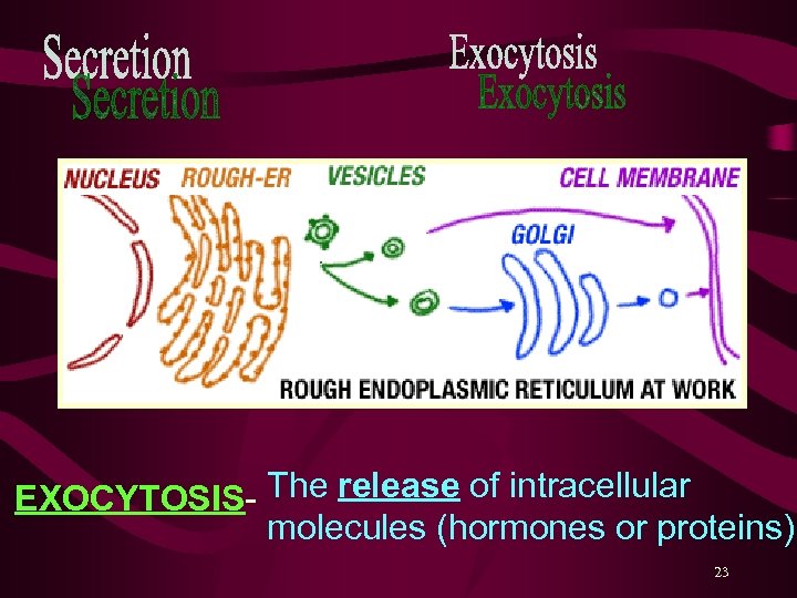 EXOCYTOSIS- The release of intracellular molecules (hormones or proteins) 23 