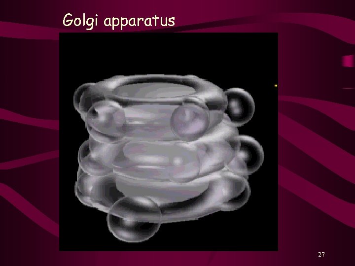 Golgi apparatus 27 