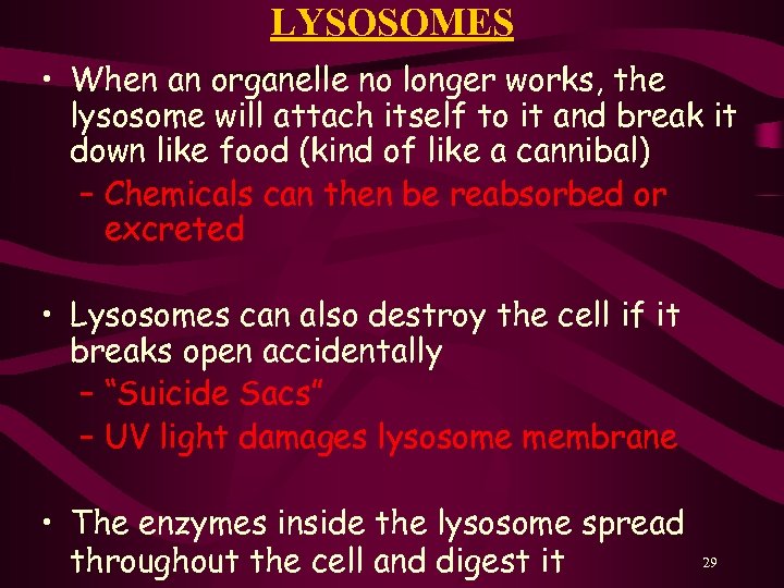 LYSOSOMES • When an organelle no longer works, the lysosome will attach itself to