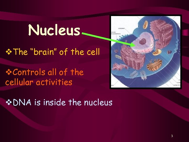 Nucleus v. The “brain” of the cell v. Controls all of the cellular activities