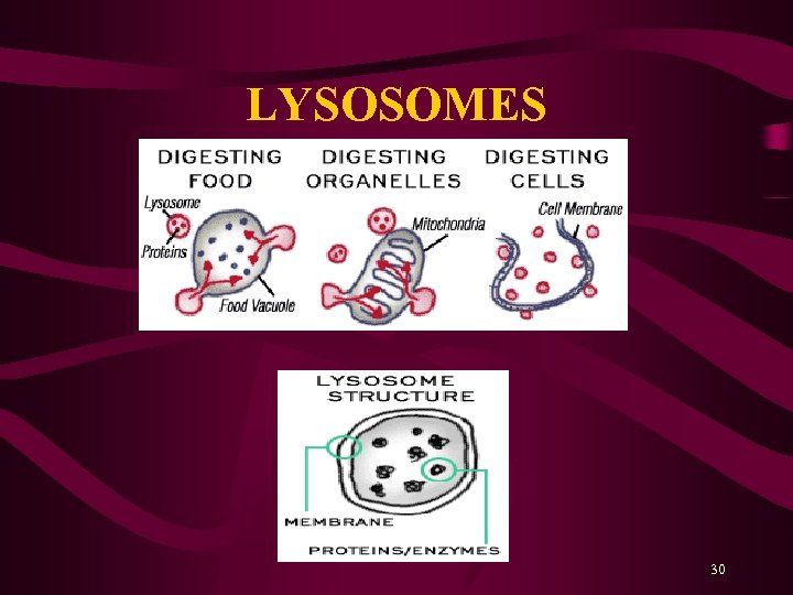 LYSOSOMES 30 