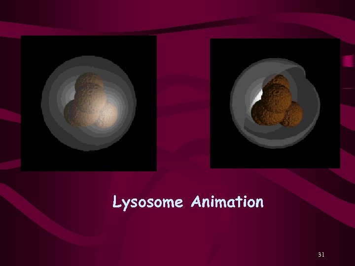 Lysosome Animation 31 