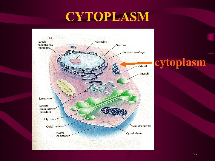 CYTOPLASM cytoplasm 33 