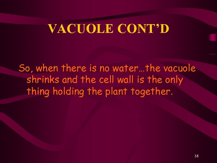 VACUOLE CONT’D So, when there is no water…the vacuole shrinks and the cell wall