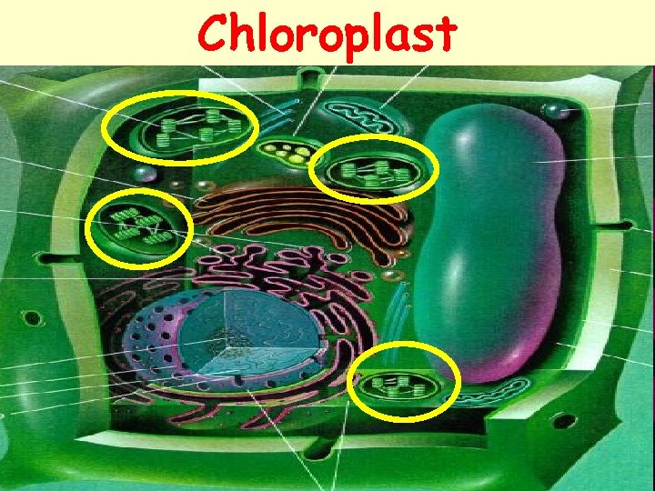 Chloroplast 41 