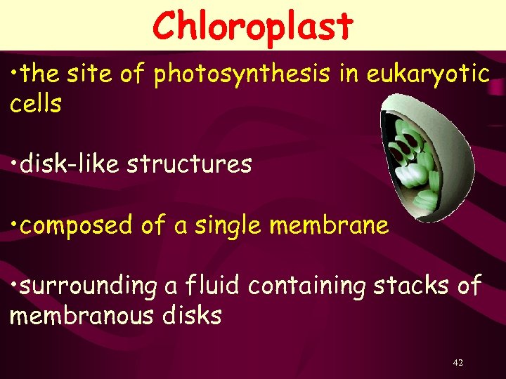 Chloroplast • the site of photosynthesis in eukaryotic cells • disk-like structures • composed