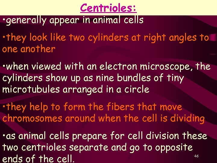 Centrioles: • generally appear in animal cells • they look like two cylinders at