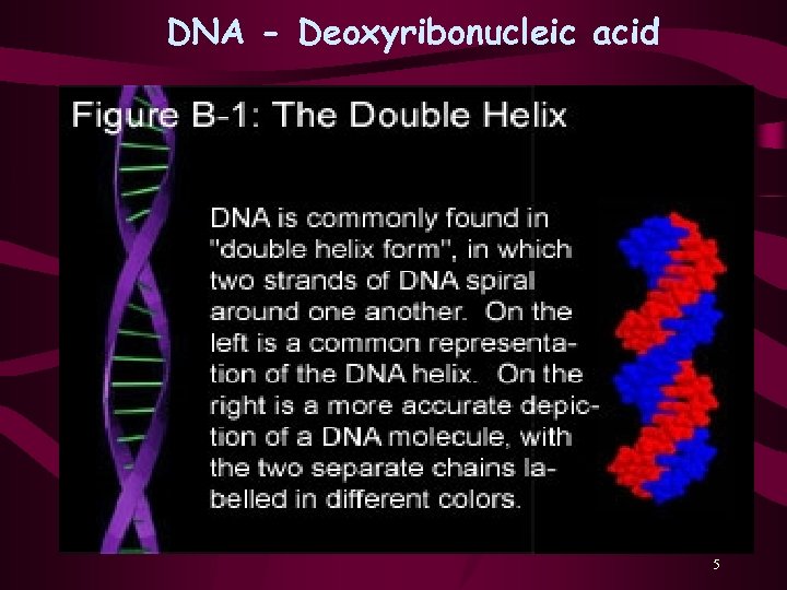 DNA - Deoxyribonucleic acid 5 