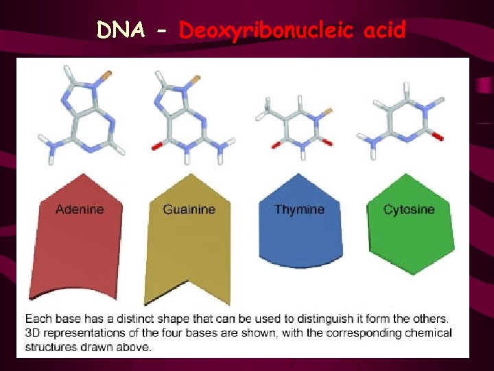 DNA - Deoxyribonucleic acid 7 