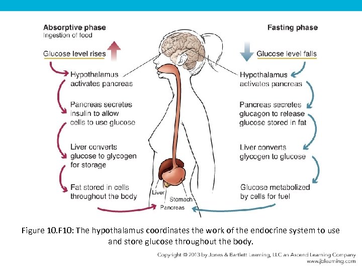Figure 10. F 10: The hypothalamus coordinates the work of the endocrine system to