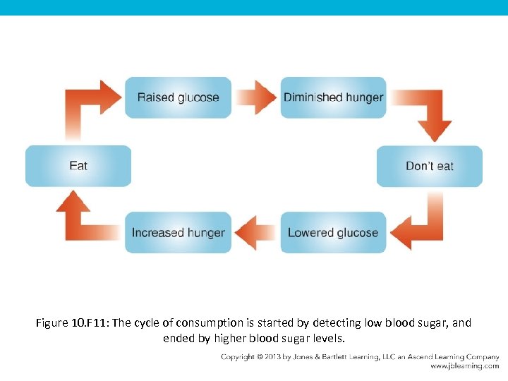 Figure 10. F 11: The cycle of consumption is started by detecting low blood