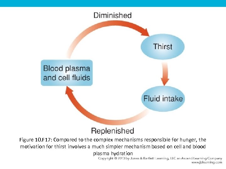 Figure 10. F 17: Compared to the complex mechanisms responsible for hunger, the motivation