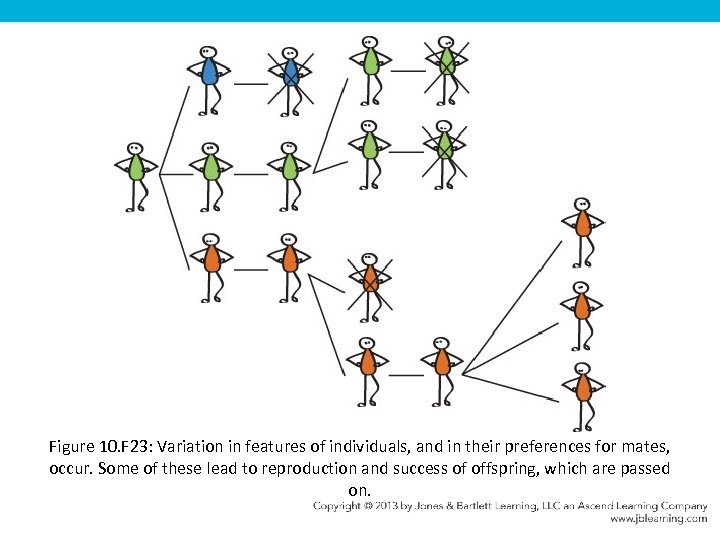 Figure 10. F 23: Variation in features of individuals, and in their preferences for
