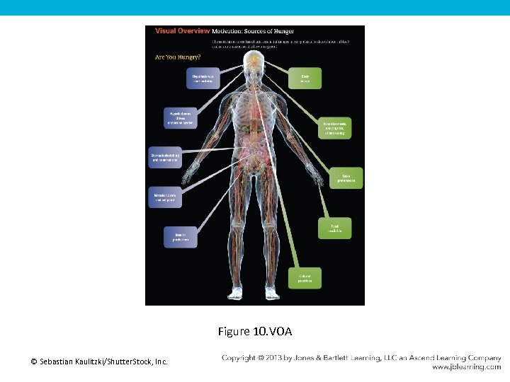 Figure 10. VOA © Sebastian Kaulitzki/Shutter. Stock, Inc. 