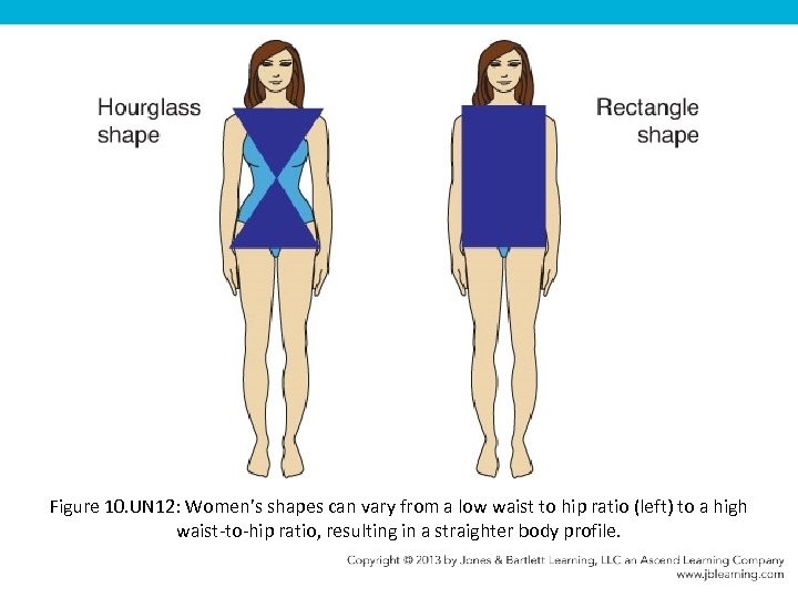 Figure 10. UN 12: Women’s shapes can vary from a low waist to hip