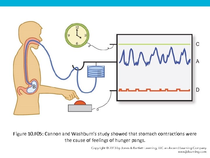 Figure 10. F 05: Cannon and Washburn's study showed that stomach contractions were the