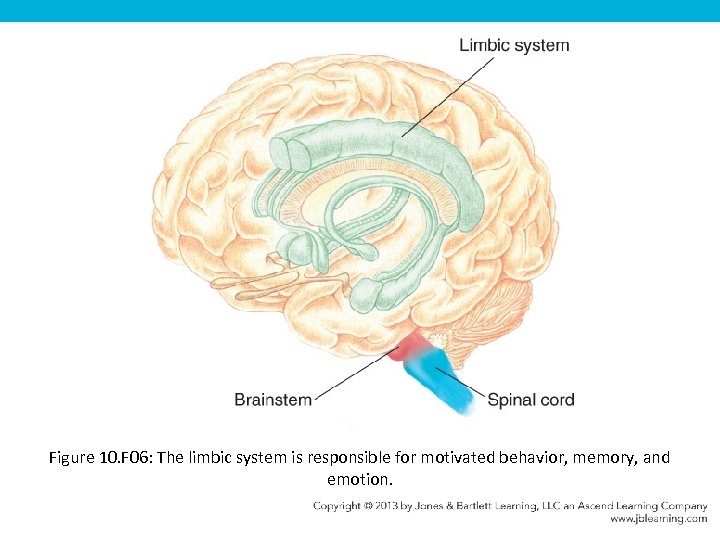 Figure 10. F 06: The limbic system is responsible for motivated behavior, memory, and