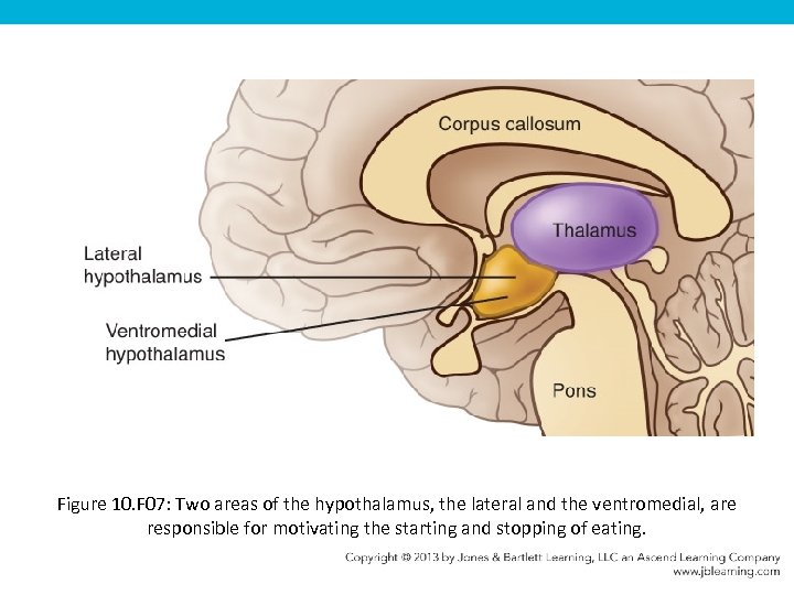 Figure 10. F 07: Two areas of the hypothalamus, the lateral and the ventromedial,
