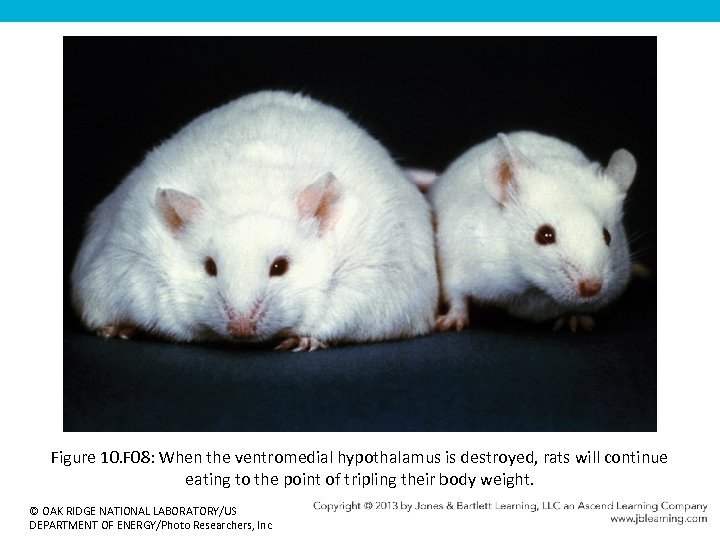 Figure 10. F 08: When the ventromedial hypothalamus is destroyed, rats will continue eating