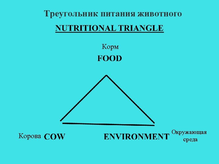 Треугольник питания животного Корм Корова Окружающая среда 